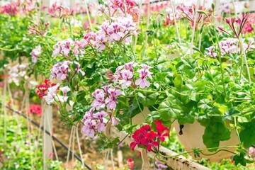 Naklejka premium Blooming Geraniums in Hanging Baskets in a Garden. A Vibrant Floral Display of Beauty and Color.