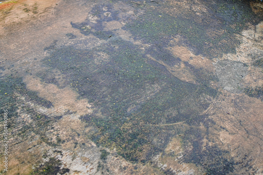 Poster abstract surface showing texture and weathered patterns, combining natural elements like moss with a