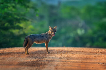 Coyote standing on a dirt road in a lush green forest during the golden hour
