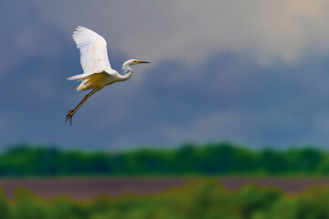 White heron, Great Egret, fly on the meadow background. Water bird in the nature habitat