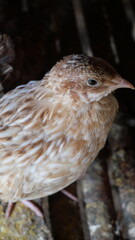 Quails are small, ground-dwelling birds known for rapid movement, distinct calls, and speckled feathers.