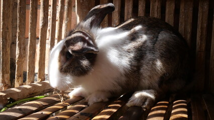 Rabbits are gentle, furry animals known for their long ears, quick movements, and playful nature.