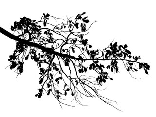 Illustration, silhouette of oak branch on transparent background