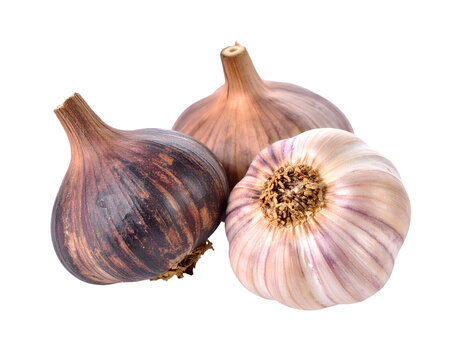 Group of Fresh Garlic Bulbs on Transparent Background with Brown and Purple Hues