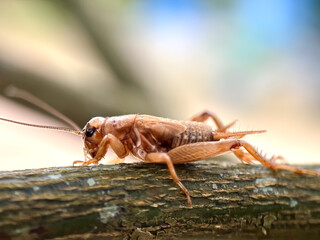 Close up of house cricket (Acheta domesticus), macro shot of cricket perched on trees