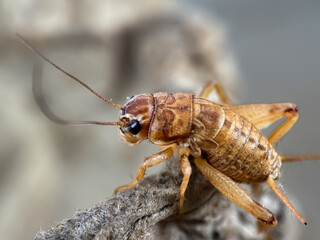 Close up of house cricket (Acheta domesticus), macro shot of cricket perched on trees