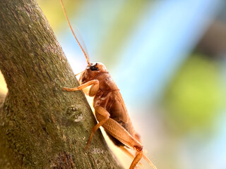 Close up of house cricket (Acheta domesticus), macro shot of cricket perched on trees