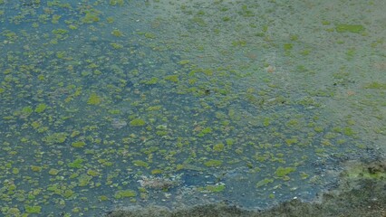 The murky expanse of still water, marred by scattered islands of sickly green algae and floating debris, whispers tales of neglect and stagnation, reflecting the dismal state of its water quality.
