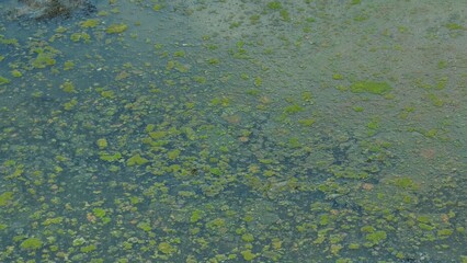 A microscopic world unfolds on the water's surface, cluttered with fragmented debris and swirling...