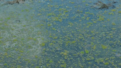 A murky veil cloaks the water's surface, adorned with scattered green algae and miniature flora. The gloomy embrace of the muddy shore whispers tales of neglect, urging urgent conservation efforts.
