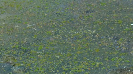 A close examination of algae-infested waters, a testament to nature's resilience in adverse...