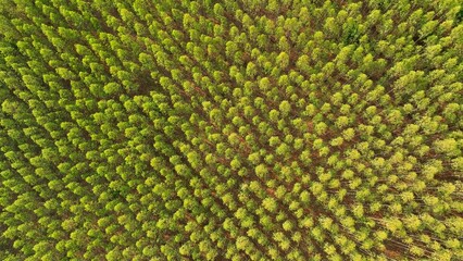 Behold a breathtaking vista of a meticulously tended eucalyptus plantation. Dense foliage, painted...