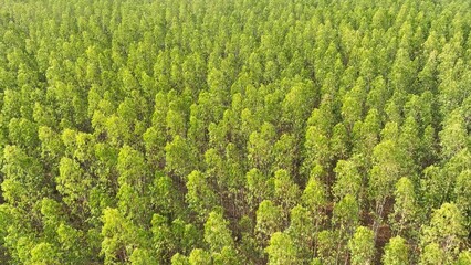 Behold the symphony of nature's green, as eucalyptus trees stand shoulder to shoulder, their canopy forming a verdant quilt, weaving a story of resilience and growth. © Punyawee