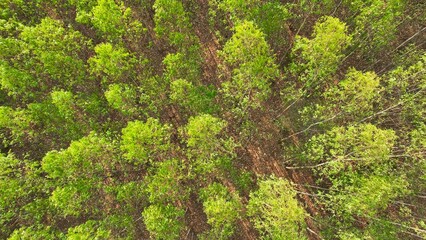Behold the eucalyptus expanse, a symphony of green hues harmonizing under the sun's gentle caress,...
