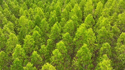 A thriving eucalyptus plantation, orderly rows of verdant trees, symbolizing efficient commercial cultivation. The vibrant greenery exudes the distinct aroma of these rapid-growing giants.  © Punyawee
