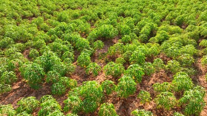 A lush tapioca plantation sprawls luxuriantly, its thick foliage a testament to diligent cultivation, promising a plentiful yield of the prized starchy tubers.
