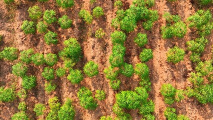In a tropical farm, rows of youthful cassava plants flourish, their verdant foliage cascading over...