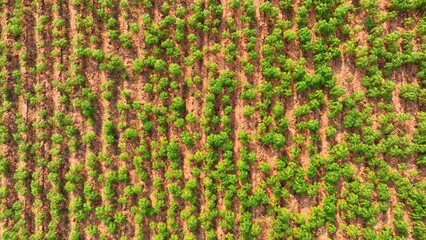 Rows of vibrant young cassava plants flourish in a tropical farm, their lush green leaves...