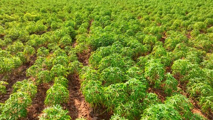 A sprawling expanse of tapioca plants stretches across the landscape, their verdant leaves dancing...