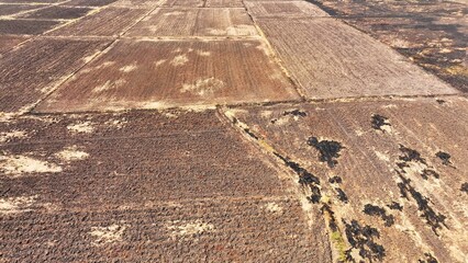Stretching far and wide, the agricultural canvas lies barren under the relentless sun. Earth, cracked and dry, bears witness to a desperate struggle against the grasp of drought.
