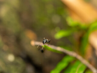 Fototapeta premium 五月山のクロオオアリ