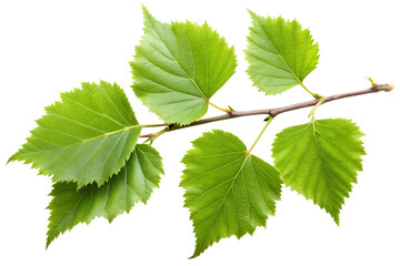 Green Birch Branch with Leaves Isolated on Transparent Background