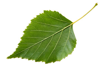 Green Birch Leaf Isolated on Transparent Background