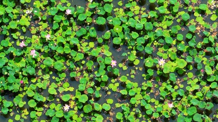 An aerial shot showcases the balance of water and plant life, with lotus flowers thriving on the...