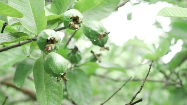  Natures bounty  A guava tree in bloom