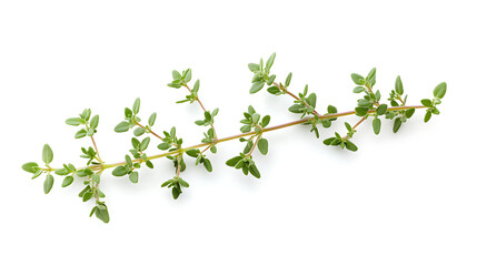 Obraz premium branch of a tree isolated on white background