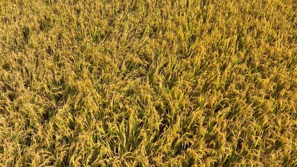 The drone reveals an expansive field of rice plants, ripe for harvest, showcasing the organized...