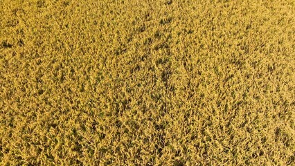 From above, the rice field stretches across the land, filled with abundant, ripening grains, showcasing the productivity and richness of rice farming.

