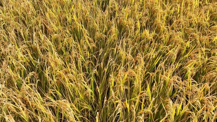 The aerial view captures the dense, mature rice plants, demonstrating the efficiency of modern farming techniques in producing high yields for local and global markets.
