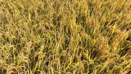 From above, the rice stalks appear full and abundant, with golden grains swaying gently in the breeze, signaling the end of the growing cycle and the upcoming harvest.
