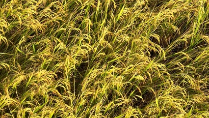 The aerial perspective reveals a vast rice field, where the golden hue of the ripening rice stands out, showing the hard work and productivity of the farming season.
