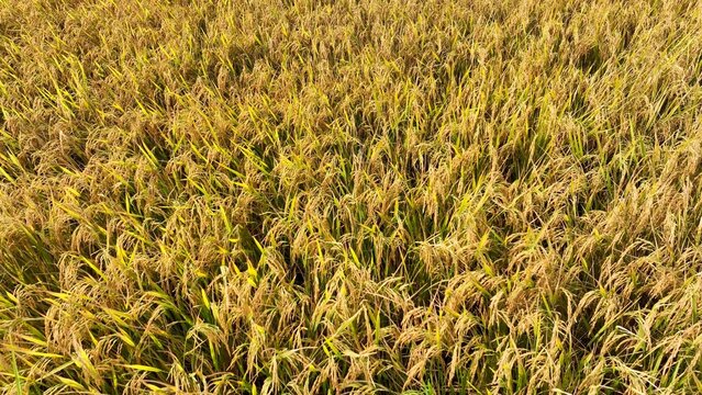 A drone shot highlights the lush, golden rice plants, reflecting a healthy crop nearing harvest, demonstrating the importance of rice farming in global food production.

