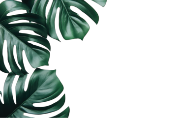Dark green monstera leaves with subtle sparkle outline against a black background, creating a tropical, elegant design