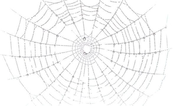Intricate Spiderweb with Dewdrops Nature Macro Photography Halloween Background