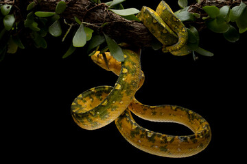 Green tree python juvenile closeup on branch with black background,  Green tree python ''Morelia viridis'' 