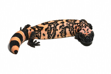 Heloderma suspectum isolated on a white background, Gila Monster isolated on white background