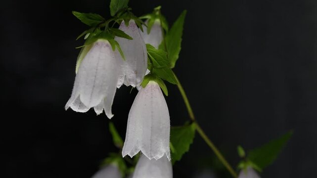 Tokyo, Japan - May 26, 2025: Closeup of White Campanula punctata or bellflower