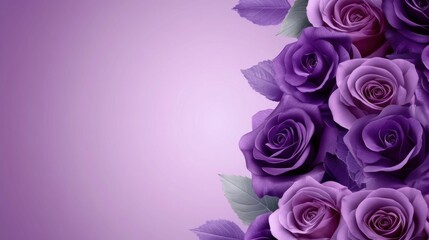 pink roses background