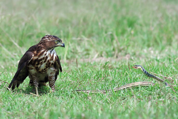Crested Goshawk bird fighting with snake on the green grass, Crested Goshawk bird eating snake on green grass with natural background