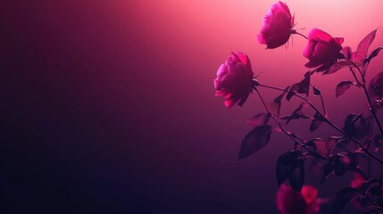 pink flowers on a black background