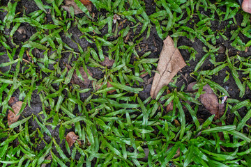Overhead shot showing green grass and fallen leaves mixed. Great ground-level view showcasing texture, color, and organic patterns ideal for environmental and nature themes, abstract concept.