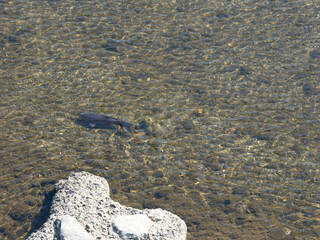 猪名川を泳ぐ鯉