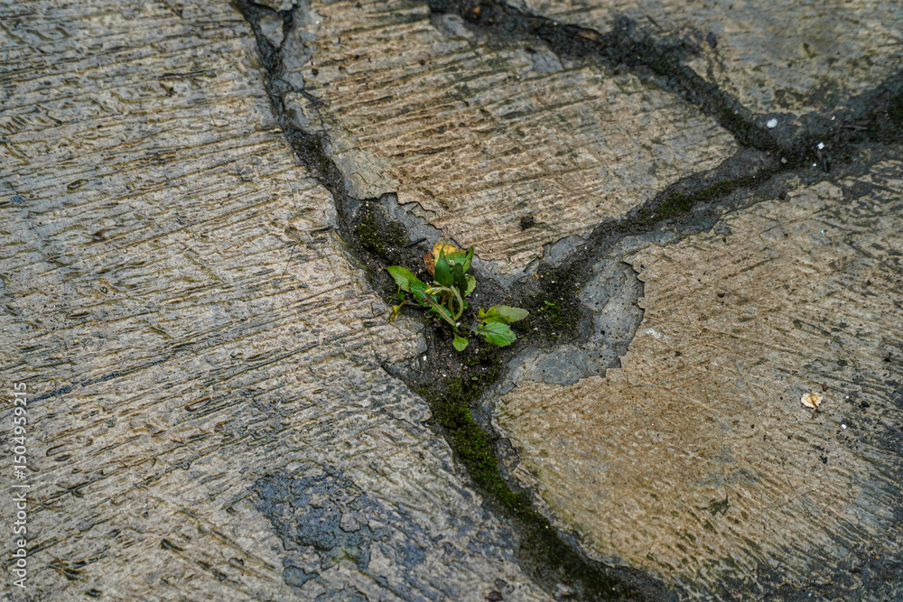 Poster a resilient plant emerges from cracks within textured pavement, symbolizing strength and adaptation.