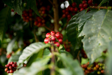 Farmer concept harvest fruit ripe coffee seed robusta arabica berry close up fresh green leaf bean...