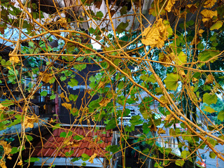 A sprawling grape vine in varying stages of life, its tendrils reaching out against the backdrop of...