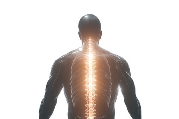 Glowing spinal column highlighted within a translucent anatomical male figure, viewed from behind against a black background